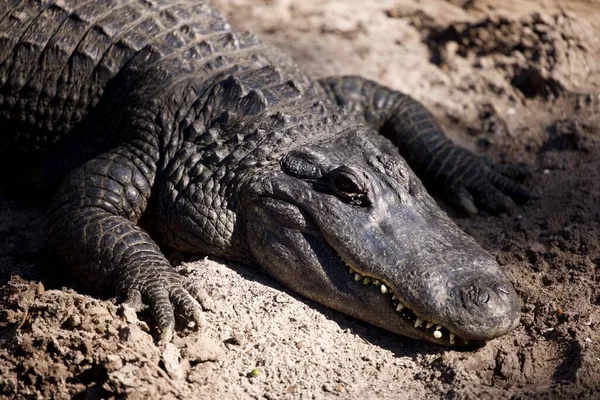 Crocodilo Água — Fotografia de Stock