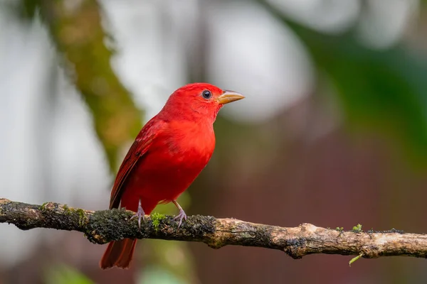 Red Breasted Bird Sitting Branch — Stock Photo, Image