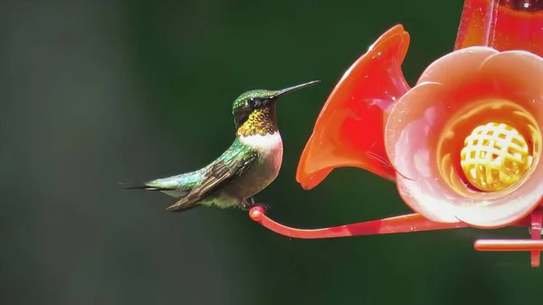 Vacker Fågel Gren Kolibri — Stockfoto