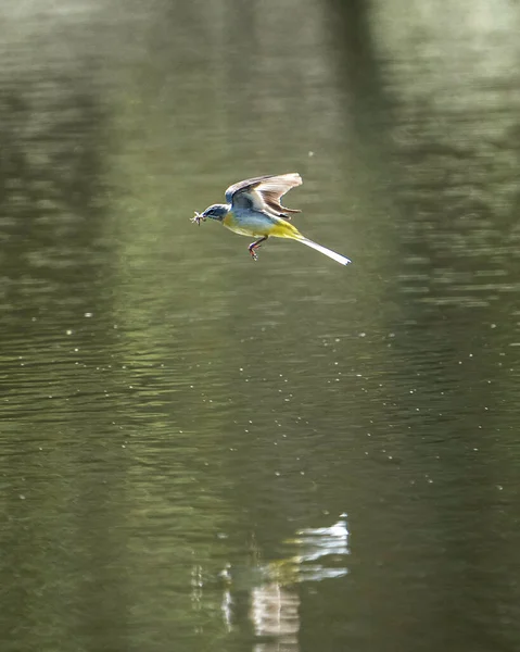 Pájaro Vuela Agua —  Fotos de Stock