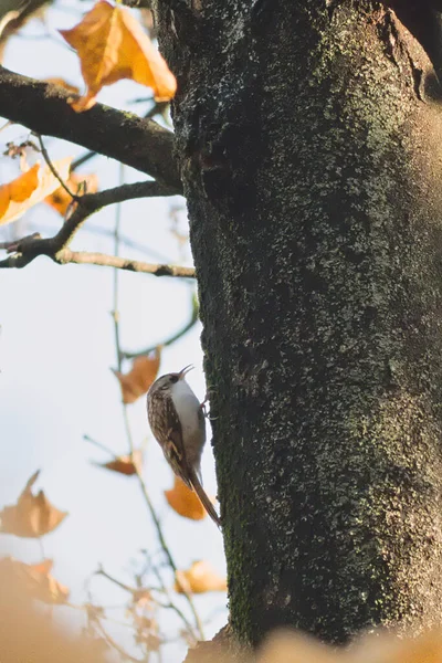 Pták Sedí Větvi Stromu — Stock fotografie