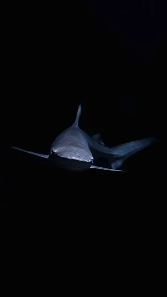 Close Tubarão Branco Sobre Fundo Preto — Fotografia de Stock
