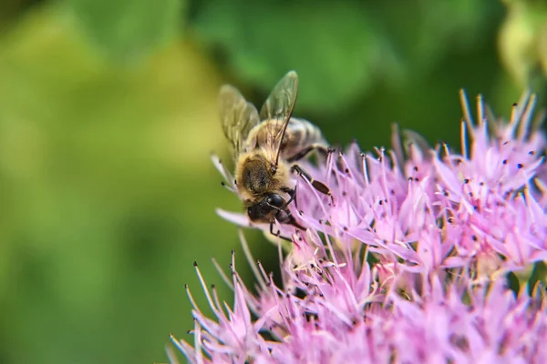 Biene Sammelt Pollen Einer Blume — Stockfoto