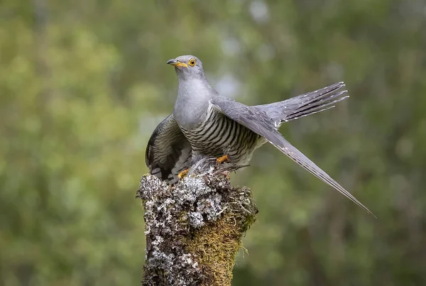 Hermoso Tiro Pájaro Joven Hábitat Natural — Foto de Stock