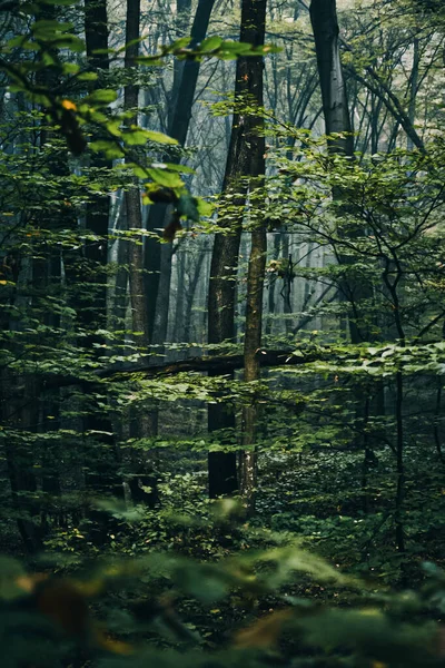 Belle Forêt Dans Les Montagnes — Photo