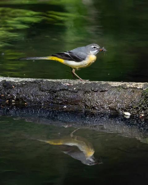 Ptak Siedzi Pniu Wodzie — Zdjęcie stockowe