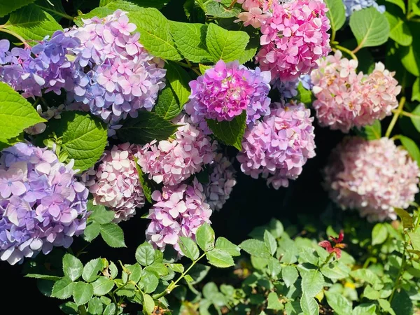 Красивые Сиреневые Цветы Саду — стоковое фото