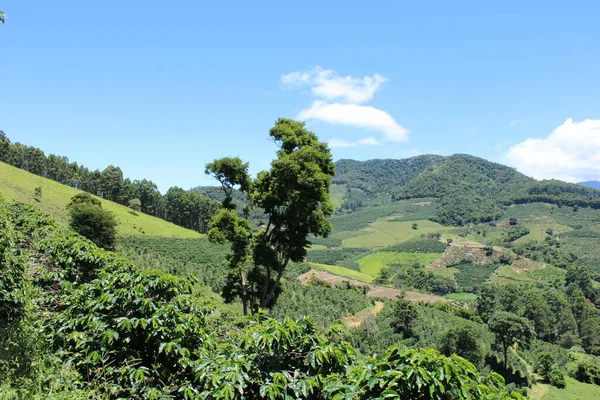Green Tea Plantation Mountains — Stock Photo, Image
