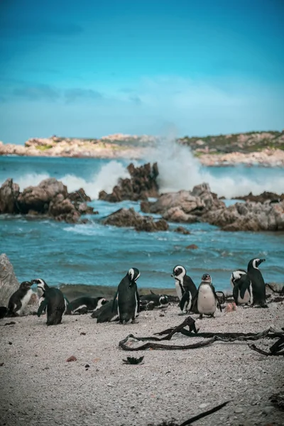 Ezelspinguïns Het Strand — Stockfoto