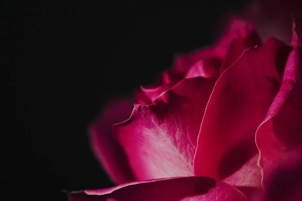 Schöne Rosa Rose Auf Schwarzem Hintergrund — Stockfoto