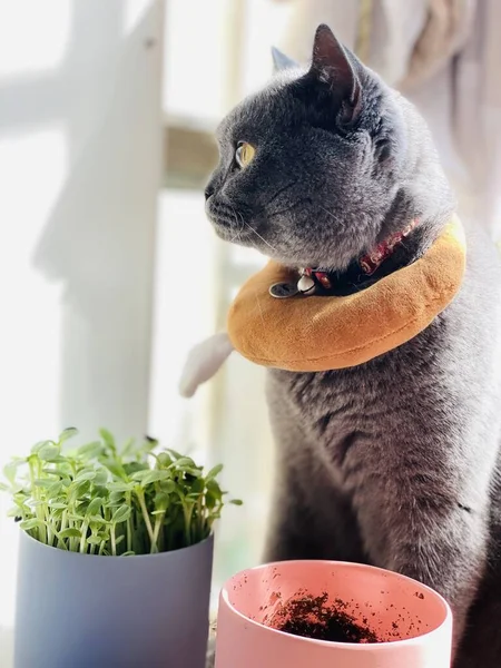かわいい猫とお茶 — ストック写真