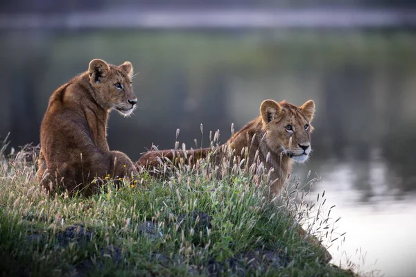 Two Lions Cub Walking Shores River North State Israel — Stok fotoğraf