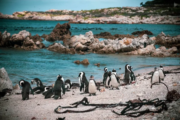 Gentoo Penguins Walking Beach — Stock Fotó