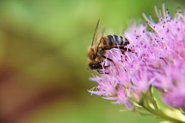 Abelha Uma Flor — Fotografia de Stock