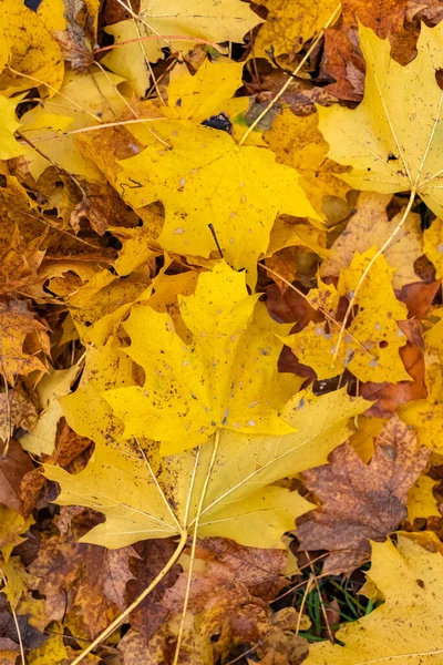 秋に地面に落ちた葉 美しい背景 — ストック写真