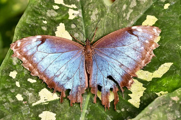 Papillon Sur Une Fleur — Photo