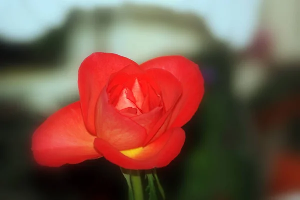 Bela Tulipa Vermelha Jardim — Fotografia de Stock