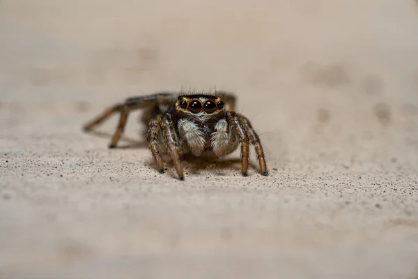 Tiro Close Uma Aranha Fundo Branco — Fotografia de Stock