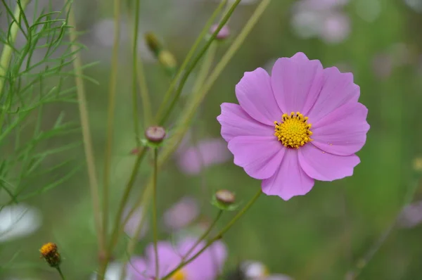 Hermosas Flores Del Cosmos Jardín — Foto de Stock