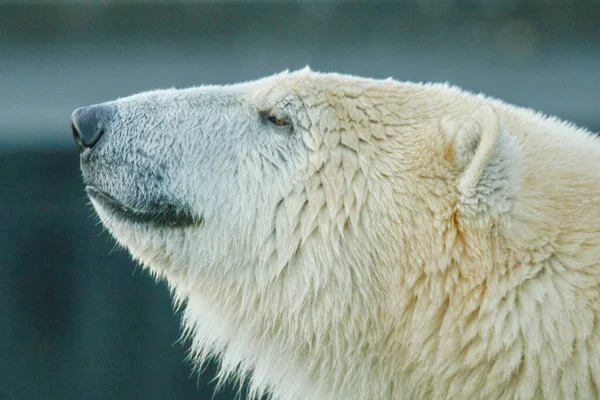 動物園のホッキョクグマは — ストック写真