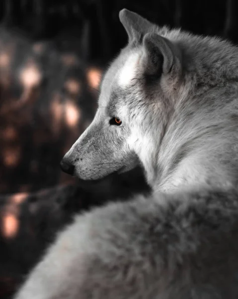 狼の肖像画 — ストック写真