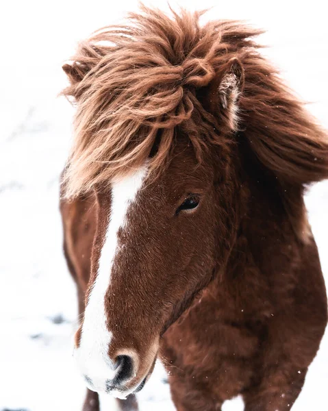 Closeup Shot Brown Horse Standing Snow Background — Φωτογραφία Αρχείου