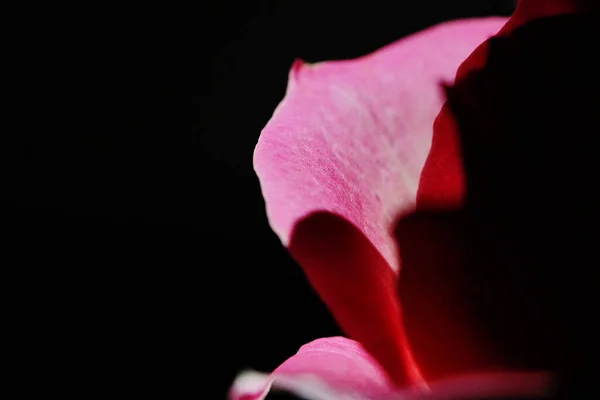 Close View Beautiful Pink Roses — Stock Photo, Image