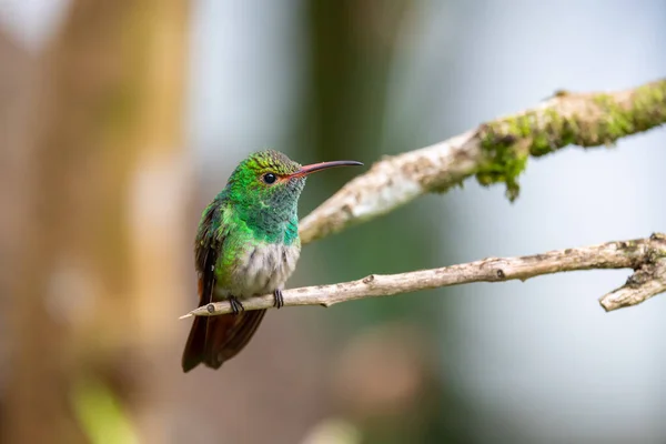 Beautiful Hummingbird Bird Flora Fauna — Stock Photo, Image
