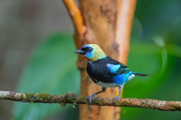 Tiro Close Kingfisher Garganta Azul Empoleirado Ramo — Fotografia de Stock