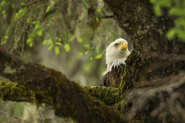 Eagle Forest — Stock Photo, Image