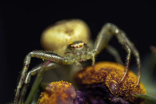 Araña Sobre Fondo Negro —  Fotos de Stock