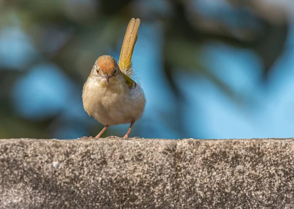 Tailor Bird Την Ουρά Του Επάνω Και Κάθεται Έναν Τοίχο — Φωτογραφία Αρχείου