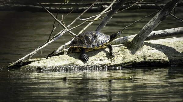 Turtle River — Stock Photo, Image