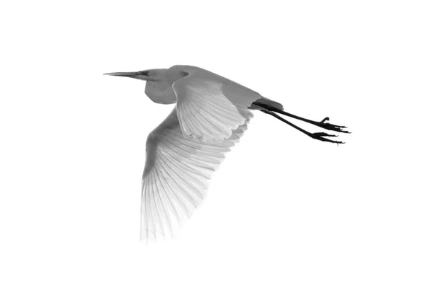 枝の上の白い鳥 — ストック写真