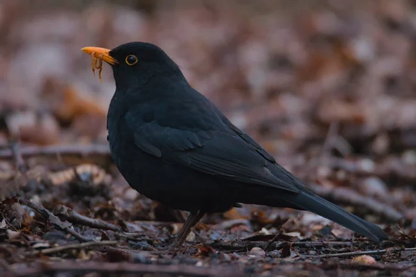 Närbild Vacker Fågel — Stockfoto