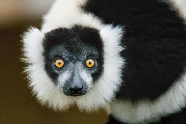 Menutup Dari Lemur Ekor Putih — Stok Foto