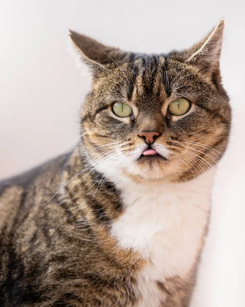 Retrato Lindo Gato —  Fotos de Stock