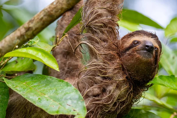 close up of sloth on tree
