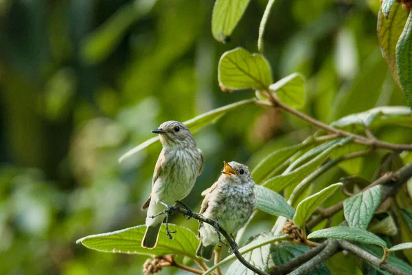 Oiseau Sur Une Branche Arbre — Photo
