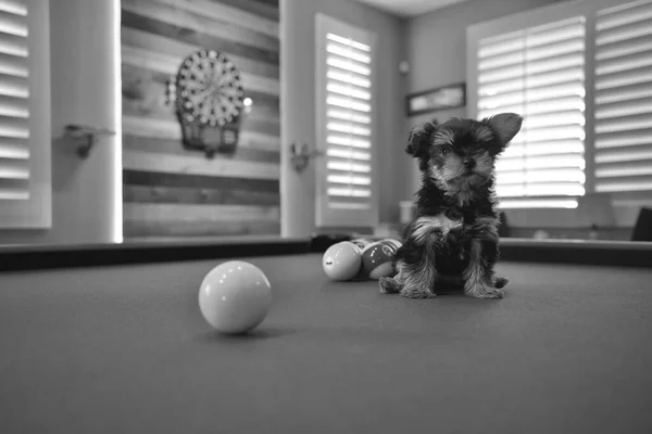 Perro Jugando Con Juguete Suelo — Foto de Stock