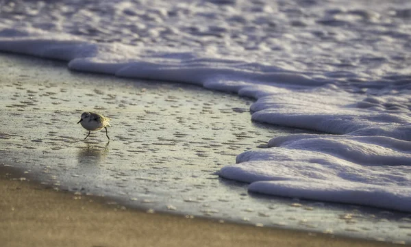 Крупный План Красивого Пляжа Песке — стоковое фото