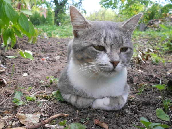 Gato Jardín — Foto de Stock