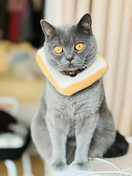 Roztomilá Kočka Domě — Stock fotografie