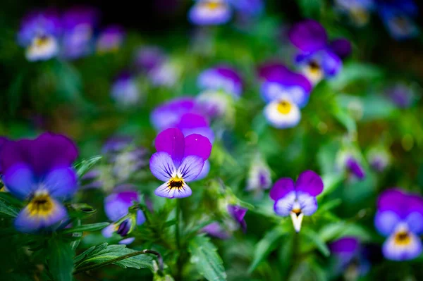 Belas Flores Roxas Jardim — Fotografia de Stock
