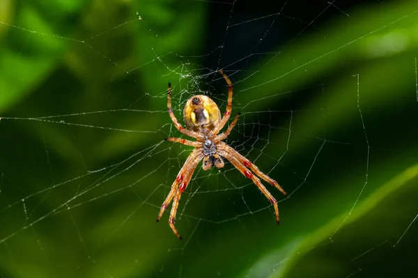 Spider Web Garden — Stock Photo, Image
