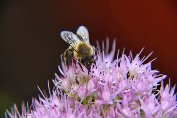 Пчела Собирает Пыльцу Цветок — стоковое фото