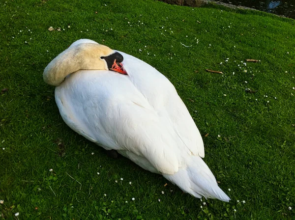 Cygne Blanc Sur Herbe Verte — Photo