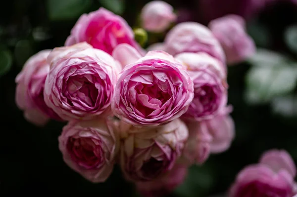 Belas Rosas Jardim — Fotografia de Stock