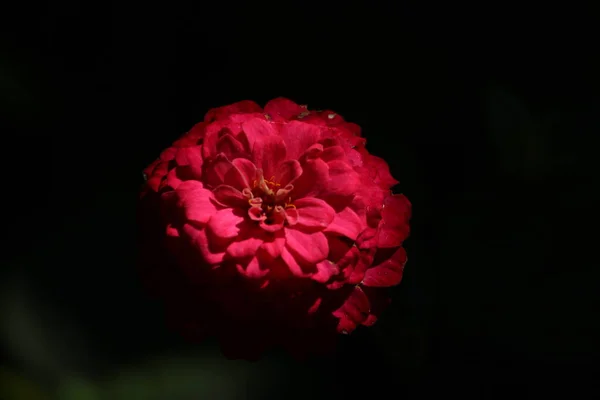 黒い背景の美しい花 — ストック写真