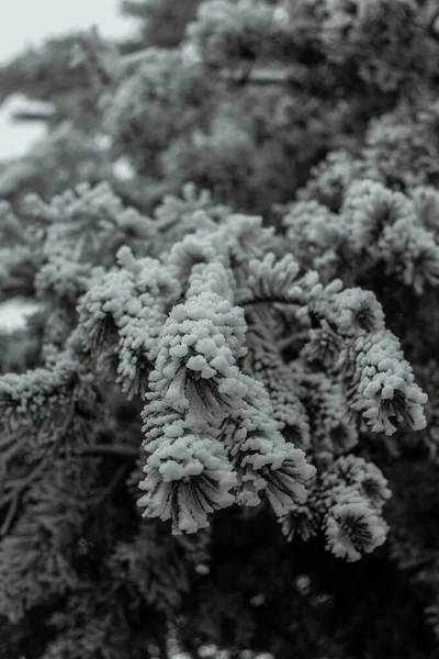 Sluiten Van Besneeuwde Bomen — Stockfoto